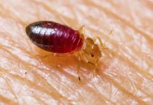 Bed Bugs in Port Elizabeth can cause sleepless nights as well as mental fatigue. Dont let these insects get the better of you, Call the experts here at Pest Arrest Port Elizabeth