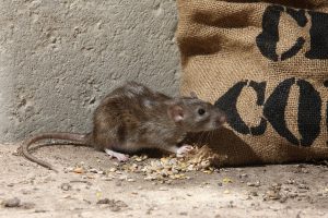 Eco-friendly Rodent Control Port Elizabeth by Pest Arrest