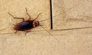 Insects such as Roaches, Ants and Flies dont stand a chance against our professionals at Pest Control Port Elizabeth