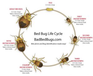 Bed Bug Control Port Elizabeth can exterminate any level of Bed Bug Infestation here in Port Elizabeth and surrounding areas.