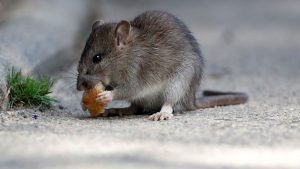 Leave your Rodent Infestation in the hands of the professionals here at Pest Control Port Elizabeth