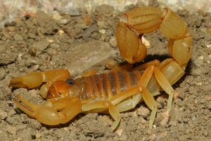 Scorpion Control Port Elizabeth can secure your home or workplace from dangerous insects such as scorpions and spiders.