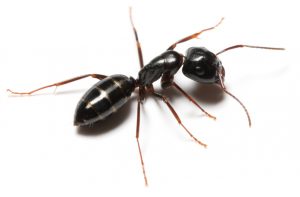 Ant Control is another part of the service our Crawling Insect Control Port Elizabeth have to offer. Port Elizabeth Pest Control are the master Exterminators.