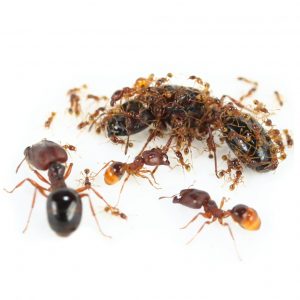 Crawling Insect Control Port Elizabeth deal with Ants at their source. A benchmark service by Port Elizabeth Pest Control
