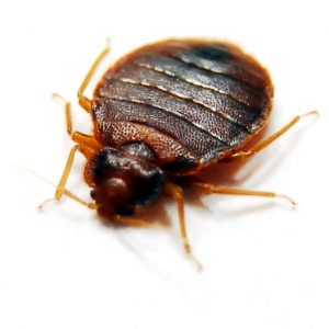 Bed Bugs are just one of many pests our Biting Insect Control Port Elizabeth team deal with regularly. Port Elizabeth Pest Control are the Master Exterminators.