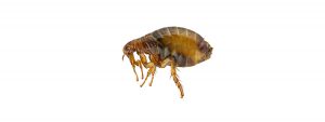 Biting Insect Control Burgersdorp is more common in rental homes, Port Elizabeth Pest Control are the master exterminators.