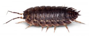 Wood lice may not be a conventional pest. Let the Crawling Insect Control Port Elizabeth team take care of them for you. Proudly by Port Elizabeth Pest Control.