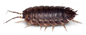 Wood lice may not be a conventional pest. Let the Crawling Insect Control Burgersdorp team take care of them for you. Proudly by Port Elizabeth Pest Control.
