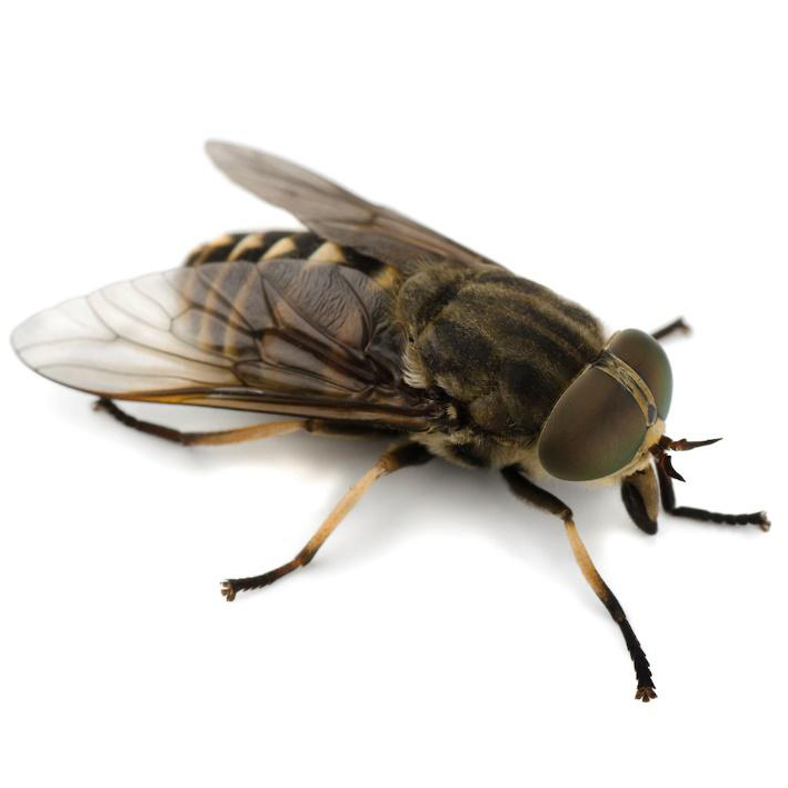 Flying Insect Control Port Elizabeth A tailored Fumigation by Pest Arrest