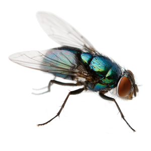 Flying Insect Control Port Elizabeth deal with any and all Flying Pests the Port Elizabeth Pest Control way.