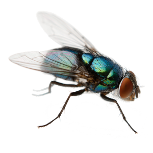 Flying Insect Control Burgersdorp deal with any and all Flying Pests the Port Elizabeth Pest Control way.