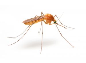 Mosquitoes are common for Flying Insect Control Port Elizabeth teams. Port Elizabeth Pest Control deal with any and all Rodents and Insects.