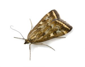 Moths are a common occurance for Flying Insect Control Port Elizabeth. Port Elizabeth Pest Control, the masters in Pest Management.