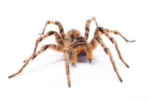 Spider Control is another Crawling Insect Control Port Elizabeth service offered exclusively by Port Elizabeth Pest Control