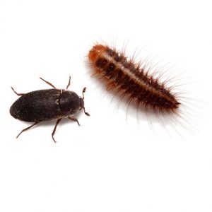 Stored Product Insect Control Burgersdorp is a specialist service offered by Port Elizabeth Pest Control.