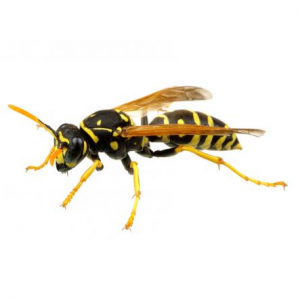 Wasps are nasty, lucky for Flying Insect Control Port Elizabeth. Port Elizabeth Pest Control deal with all Flying Insects effectively.