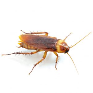 American Cockroach Control Port Elizabeth is a nessesary service provided by Port Elizabeth Pest Control