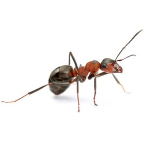 Argentine Ant Control Butterworth are the masters in Crawling Insect Control. Port Elizabeth Pest Control are ahead of the rest.