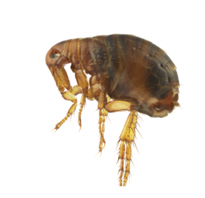 Cat Flea Control Port Elizabeth is a flea eradication and management service by Port Elizabeth Pest Control