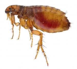 Dog Flea Control Port Elizabeth is an Extermination service by the indusrty experts here at Port Elizabeth Pest Control