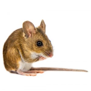 Field Mouse Control Port Elizabeth are the masters in any aspect of Rodent Infestation. Call Port Elizabeth Pest Control right away.