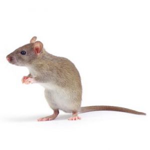 House Mouse Control Port Elizabeth is a service offered by your local Exterminators. Port Elizabeth Pest Control are the master exterminators.