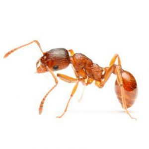 Pharaoh Ant Control Port Elizabeth are the master exterminators for Port Elizabeth Pest Control