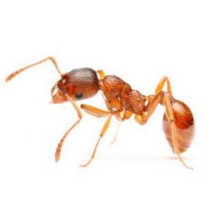 Pharaoh Ant Control Butterworth are the master exterminators for Port Elizabeth Pest Control