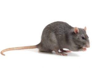 Black Rat Control Port Elizabeth is a very nessesary service to stop the spread of disease. This service is available from Port Elizabeth Pest Control