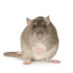 Brown Rat Control Libode is a professional extermination service offered by Port Elizabeth Pest Control