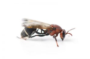 Paper Wasp Control Port Elizabeth is just another service by Port Elizabeth Pest Control