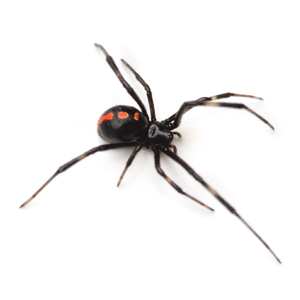 Protect your home with Black Widow Spider Control Port Elizabeth. Port Elizabeth Pest Control are the Pest Management Experts here in the Eastern Cape