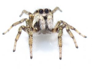 Jumping Spiders have no place in your Home? Spider Control Port Elizabeth can keep your house Spider free for longer. Port Elizabeth Pest Control are the experts.