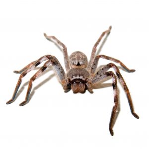 Spider Control Port Elizabeth deal with Rain Spiders, we keep them away long term. Port Elizabeth Pest Control are the masters at Spider Extermination