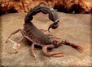Scorpion Control Port Elizabeth can identify and treat any Scorpion Infestation. Port Elizabeth are the Experts in Pest Management here in the Eastern Cape
