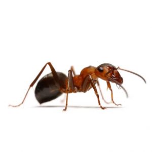 Let Ant problems become a thing of the pass, call Ant Control Port Elizabeth for a free and no obligation quotation