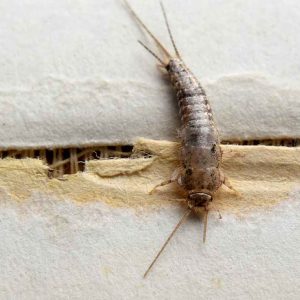Fishmoth Control Port Elizabeth can effortlessly eliminate Silverfish infestations with no smell and no staining.
