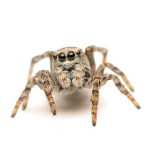 Dont let Spiders freak you out. Call Spider Control Port Elizabeth for a free and no obligation quotation.
