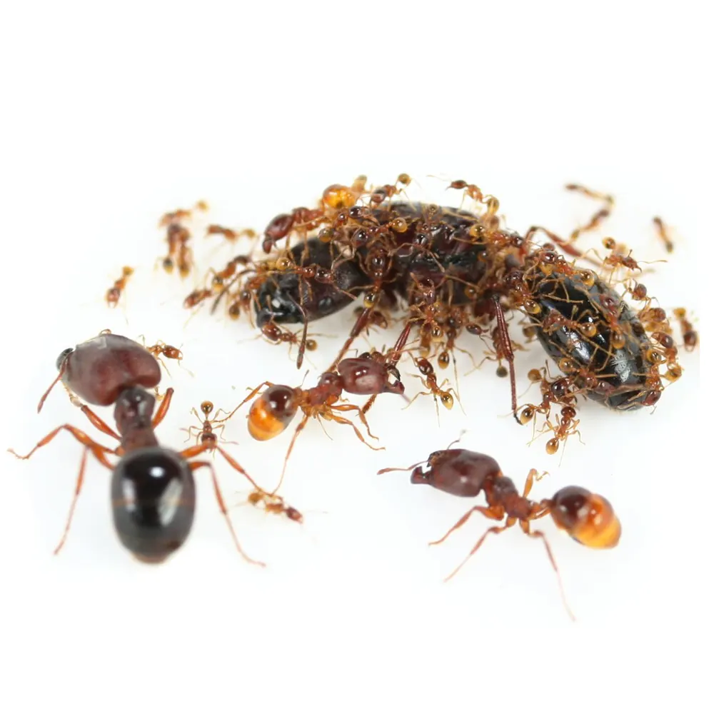 Ants, one of the insects we treat in Framesby