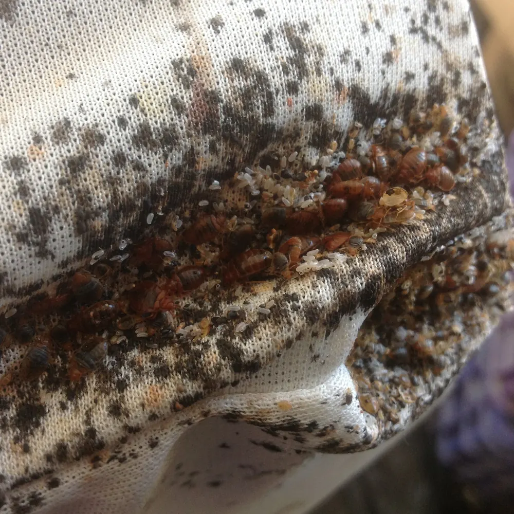 Bed bug, treated by our bed bug control in Port Elizabeth