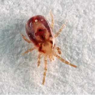 Bird mites from a nest, treated in Port Elizabeth