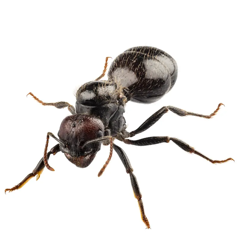 Black garden ants, a common ant problem in Port Elizabeth
