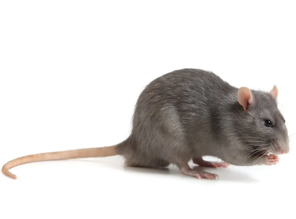 Black rat, treated by our rat control in Port Elizabeth