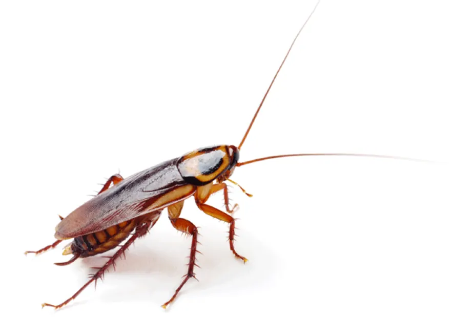 Cockroaches, a common crawling insect in Port Elizabeth