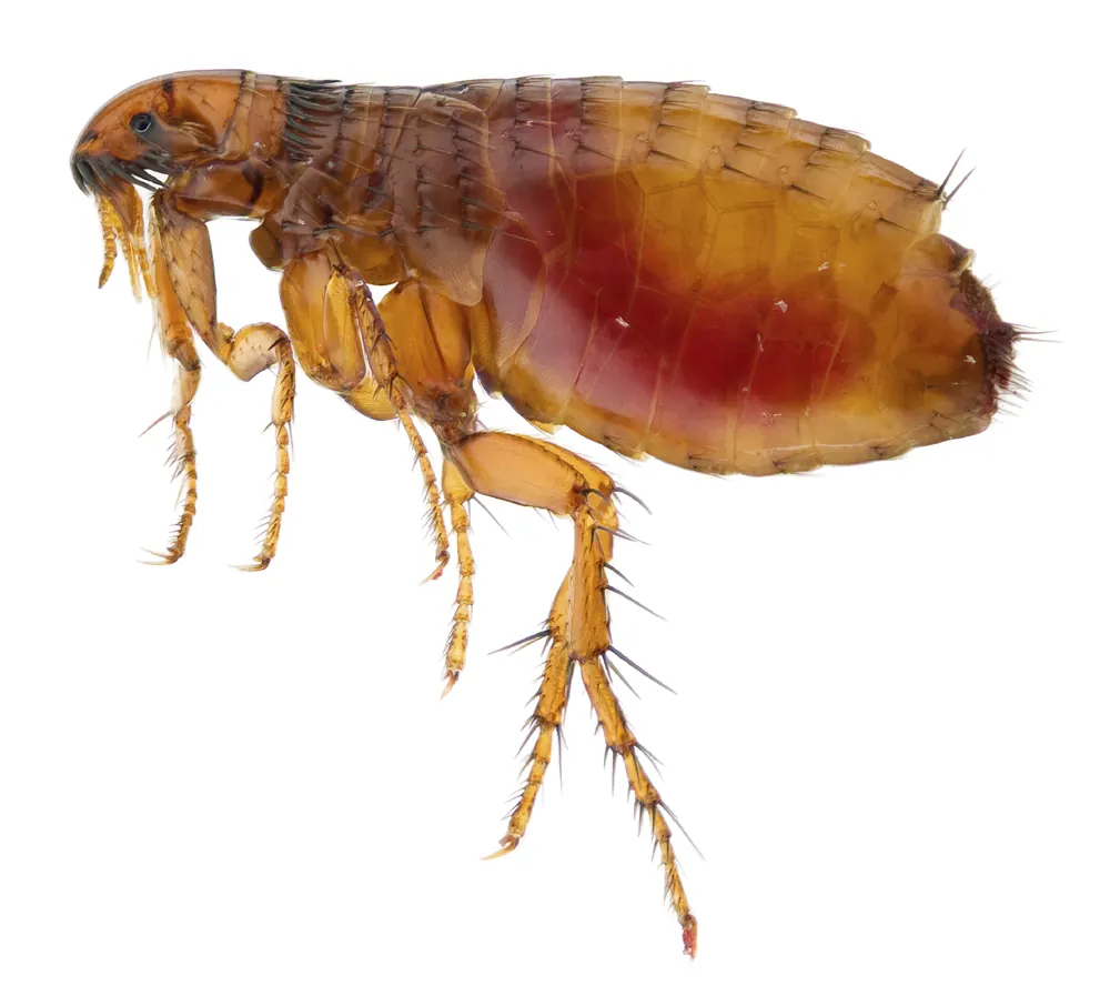 Dog scratching fleas, a flea problem in Port Elizabeth