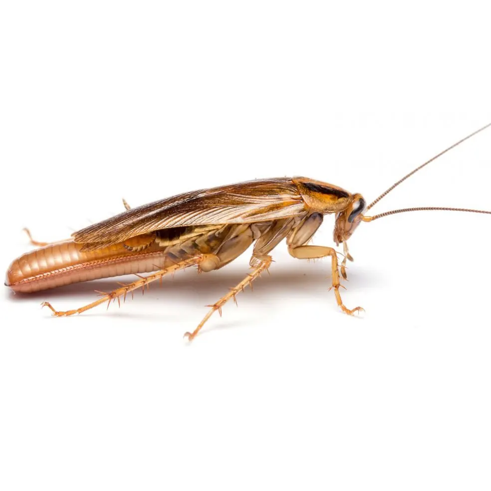German cockroach, treated in Port Elizabeth homes and kitchens