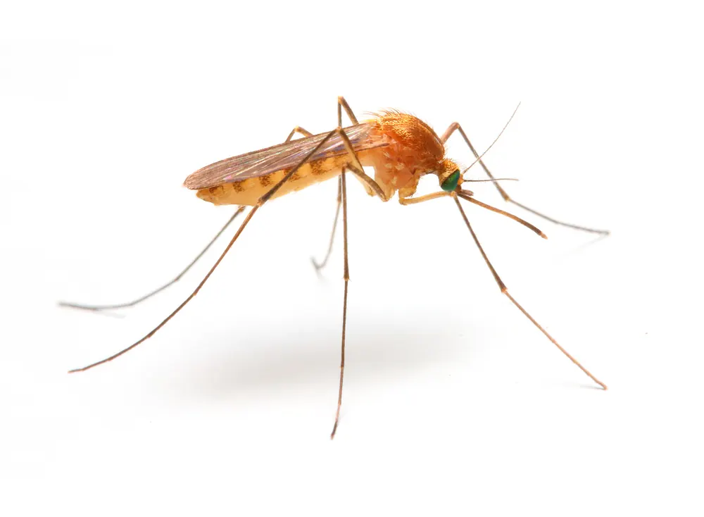 Mosquito, a flying insect we control in Port Elizabeth