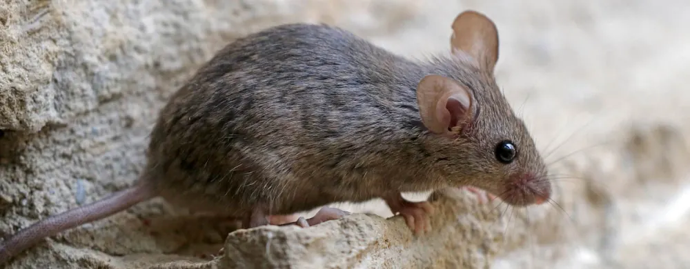 House mouse on a wall in Walmer