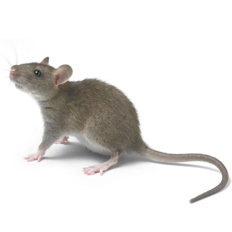 Roof rat, the kind of rodent we remove in Port Elizabeth
