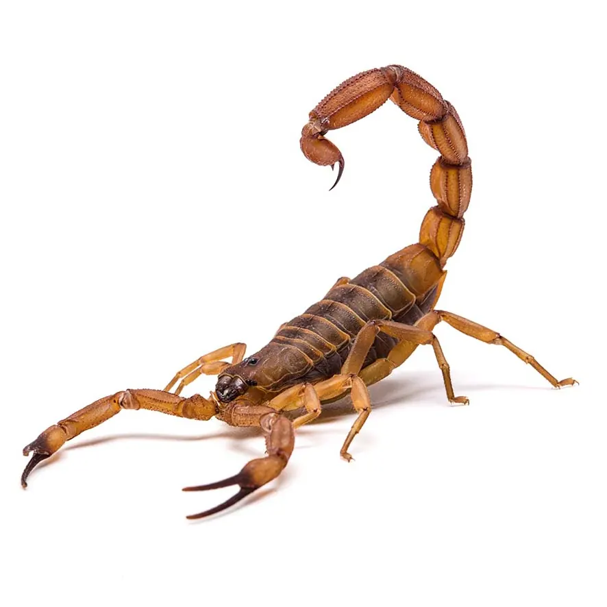 Scorpion, removed by our scorpion control in Port Elizabeth